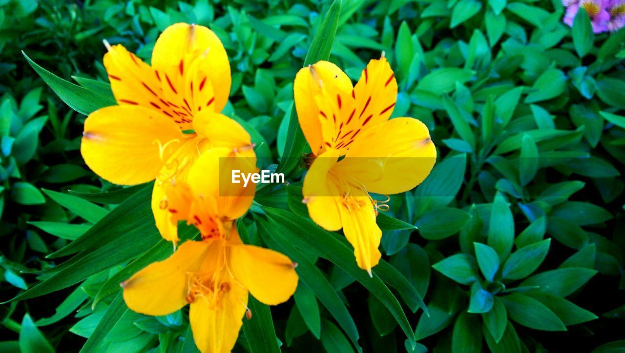 Close up of yellow lilies