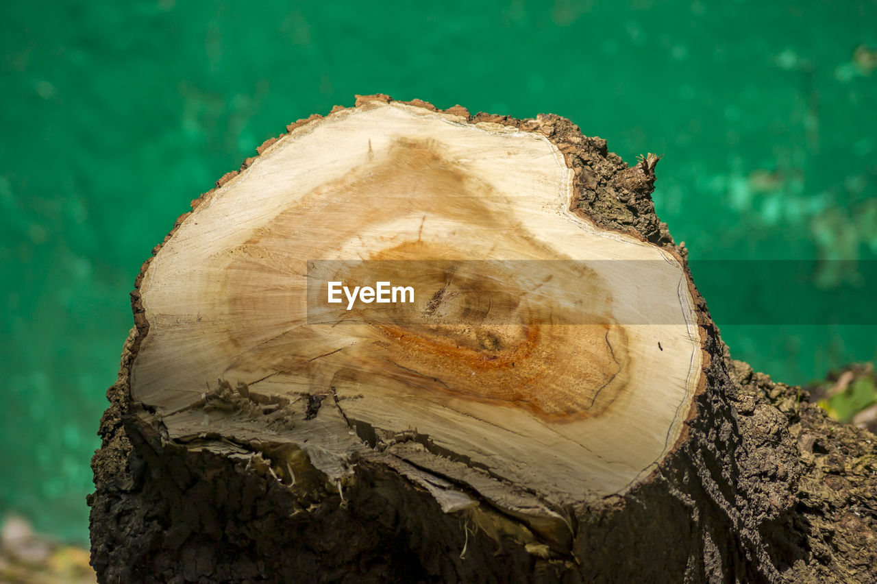 Sawn wood closeup
