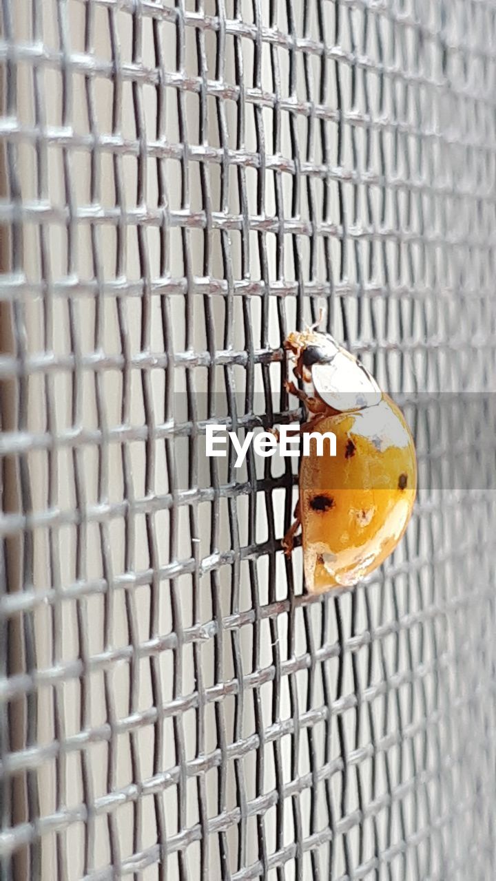 HIGH ANGLE VIEW OF BUTTERFLY ON METAL