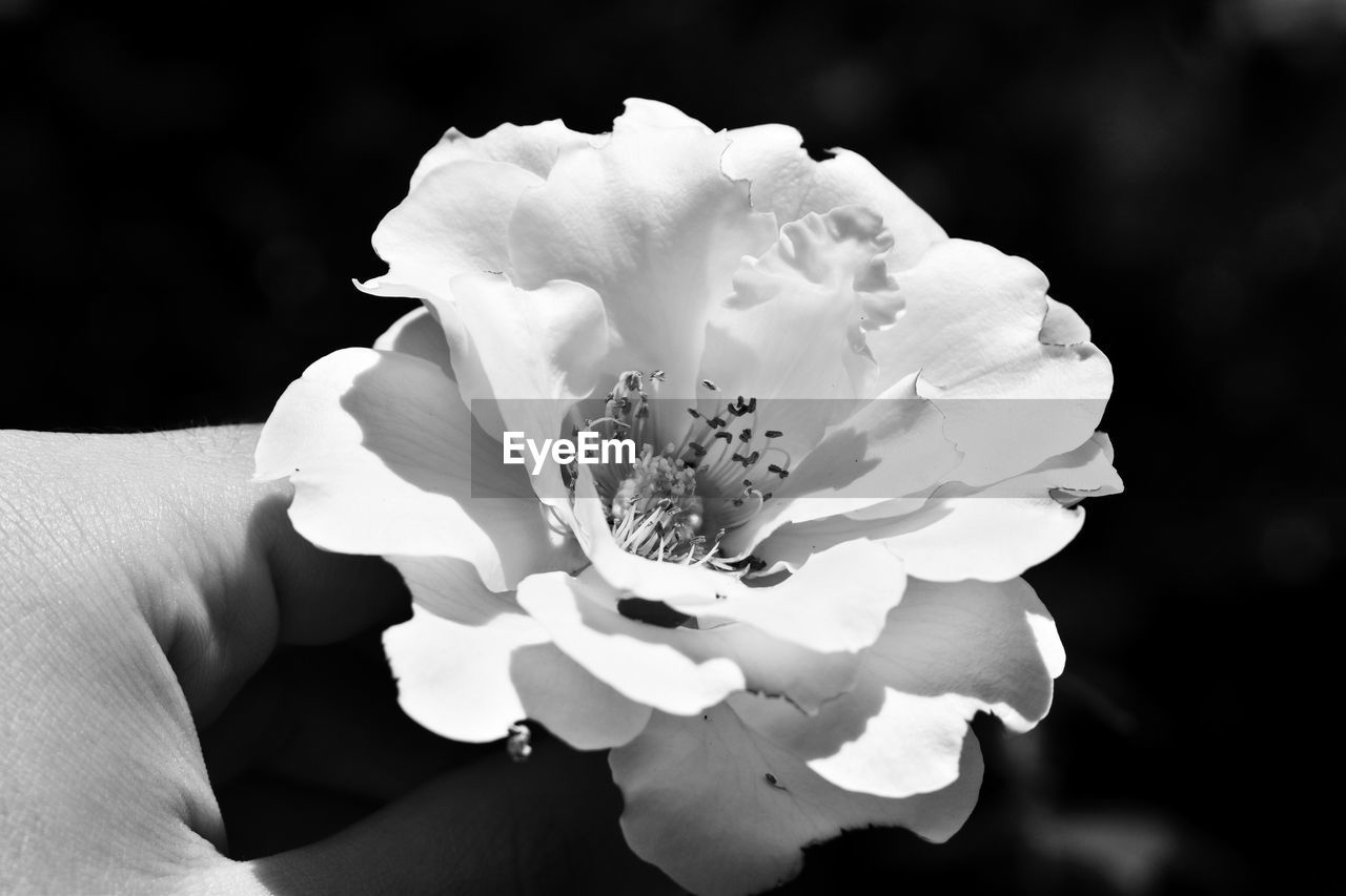 CLOSE-UP OF HAND HOLDING FLOWER