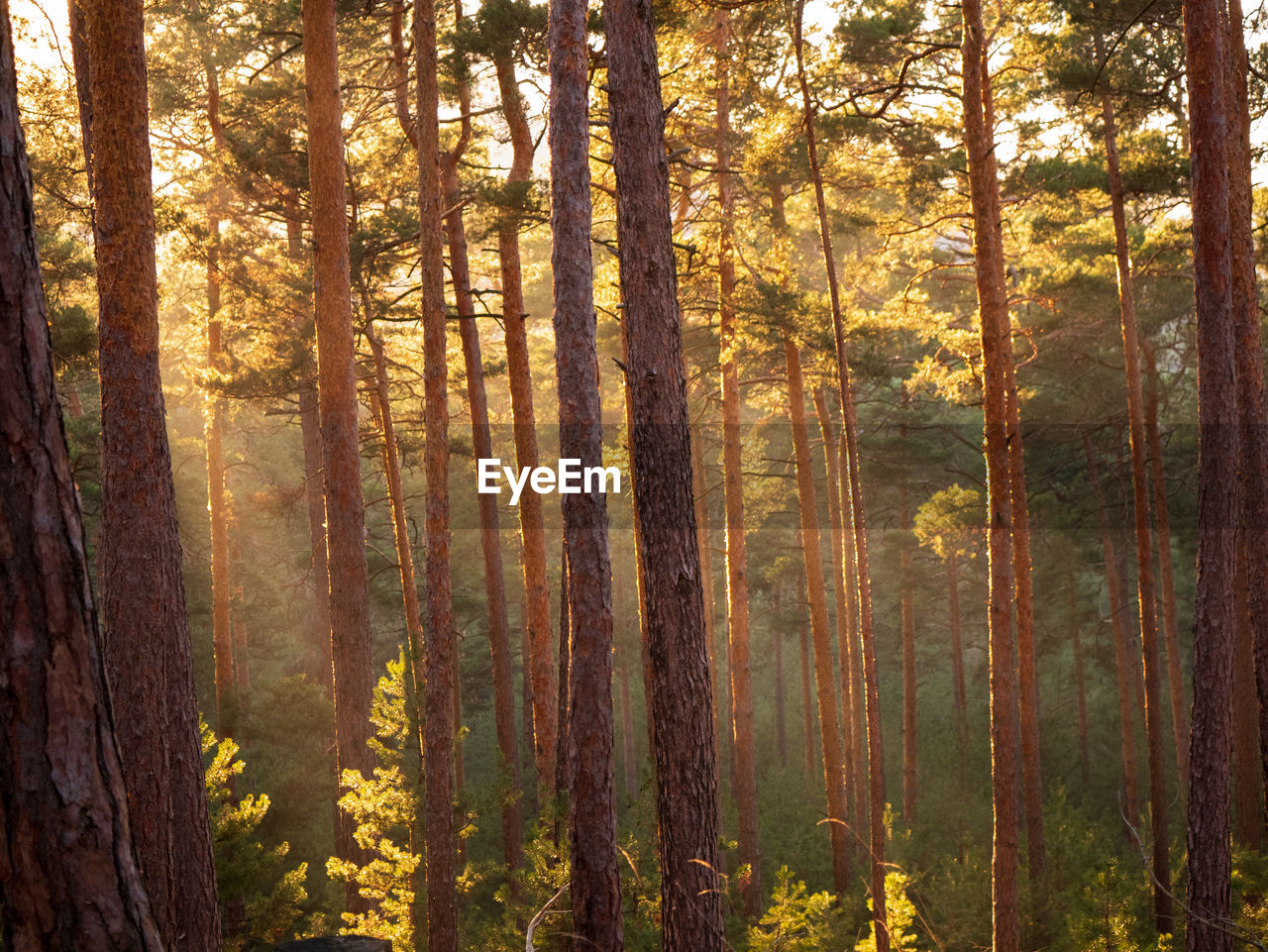 Scenic view of forest during autumn