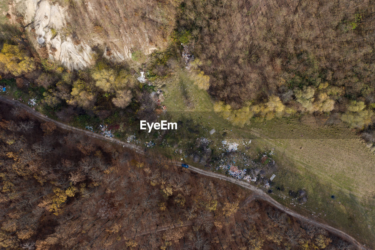 Aerial view of trees growing in forest