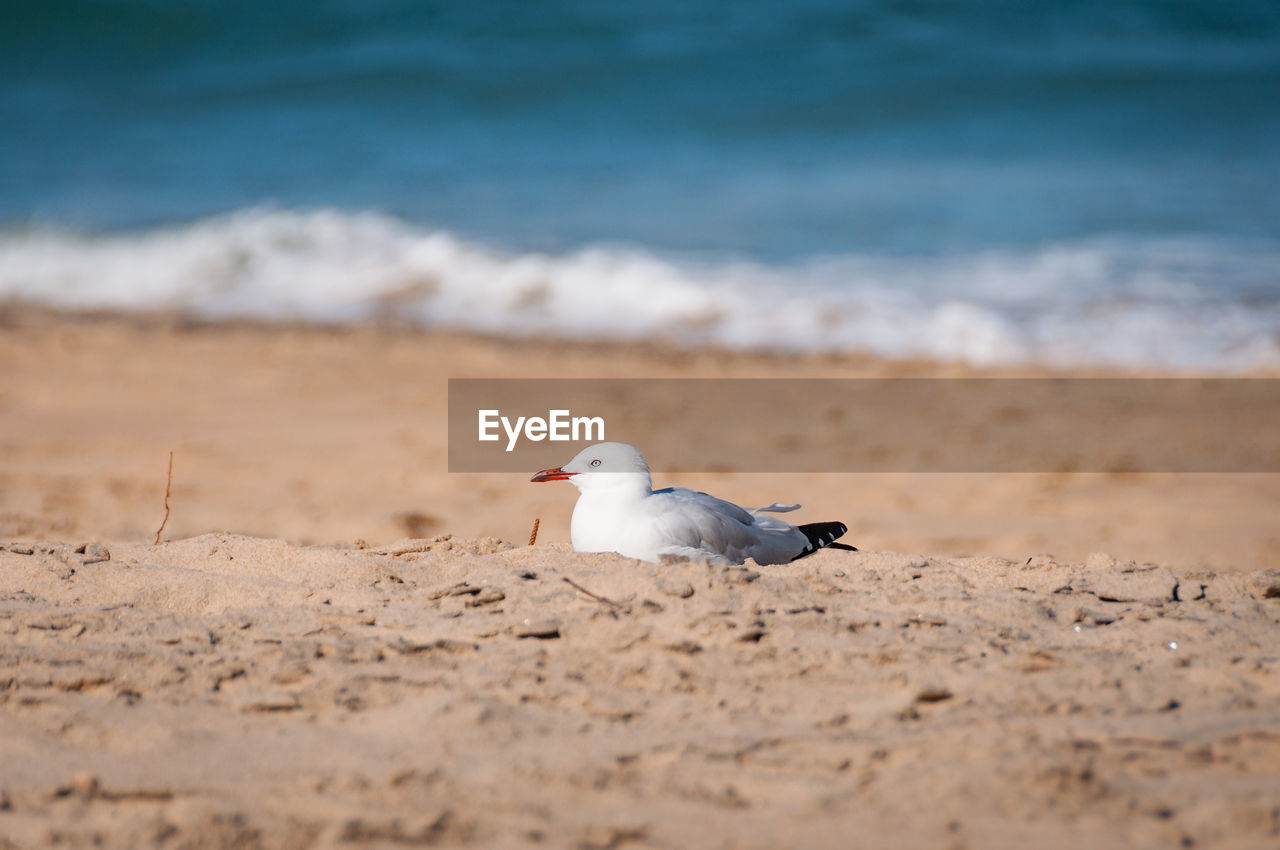 Seagull on beach