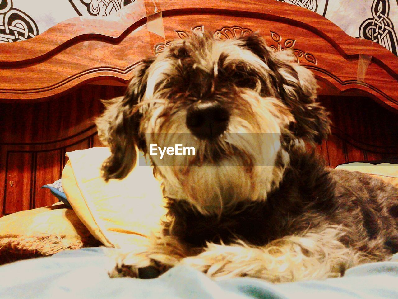 PORTRAIT OF DOG ON CHAIR IN BLANKET