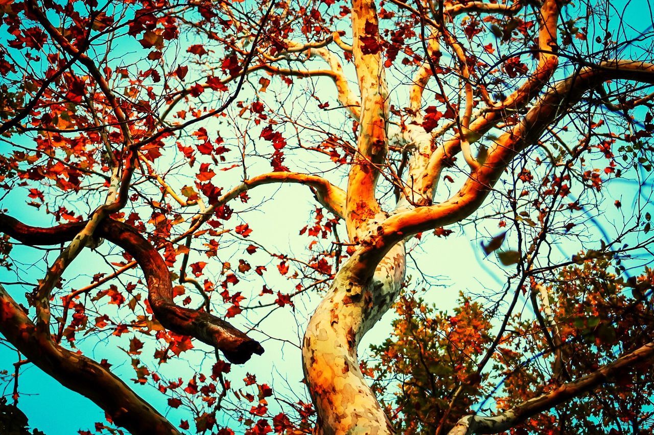 LOW ANGLE VIEW OF TREES AGAINST SKY