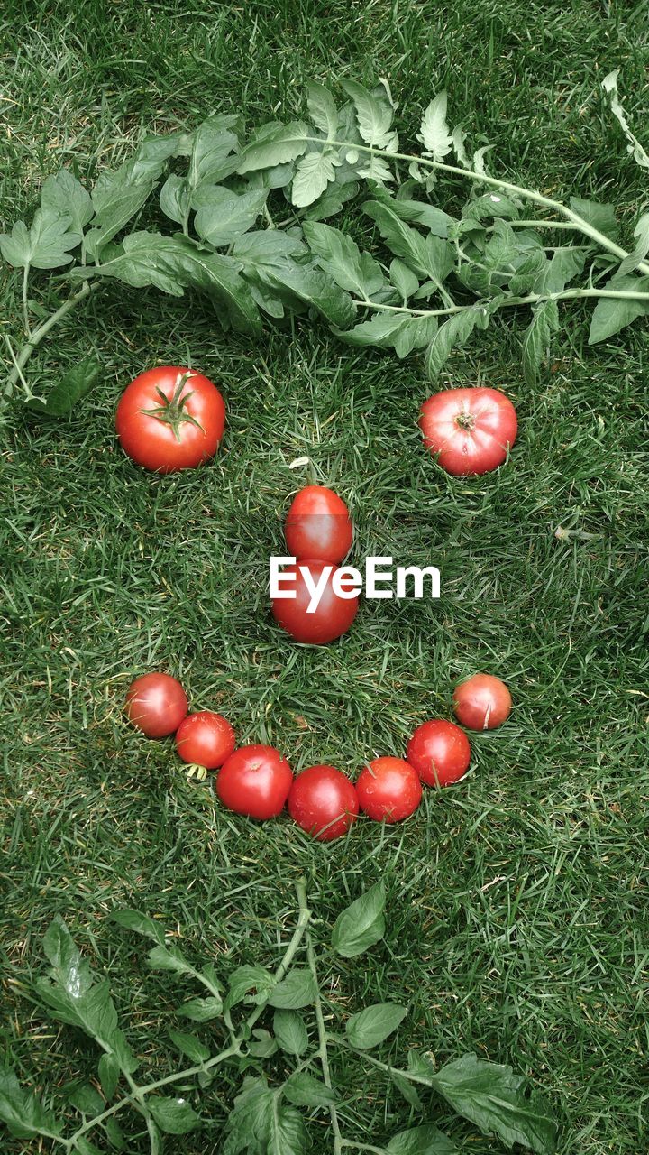 HIGH ANGLE VIEW OF TOMATOES GROWING IN FIELD