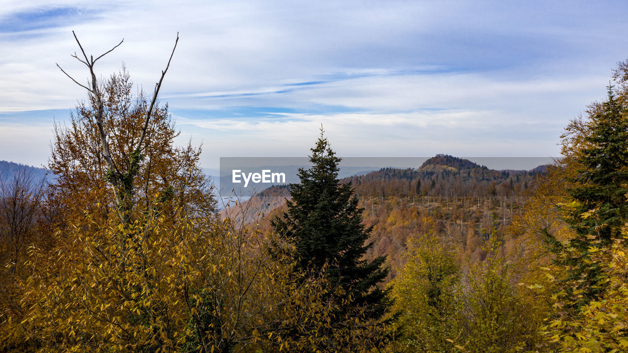 TREES ON LANDSCAPE AGAINST SKY