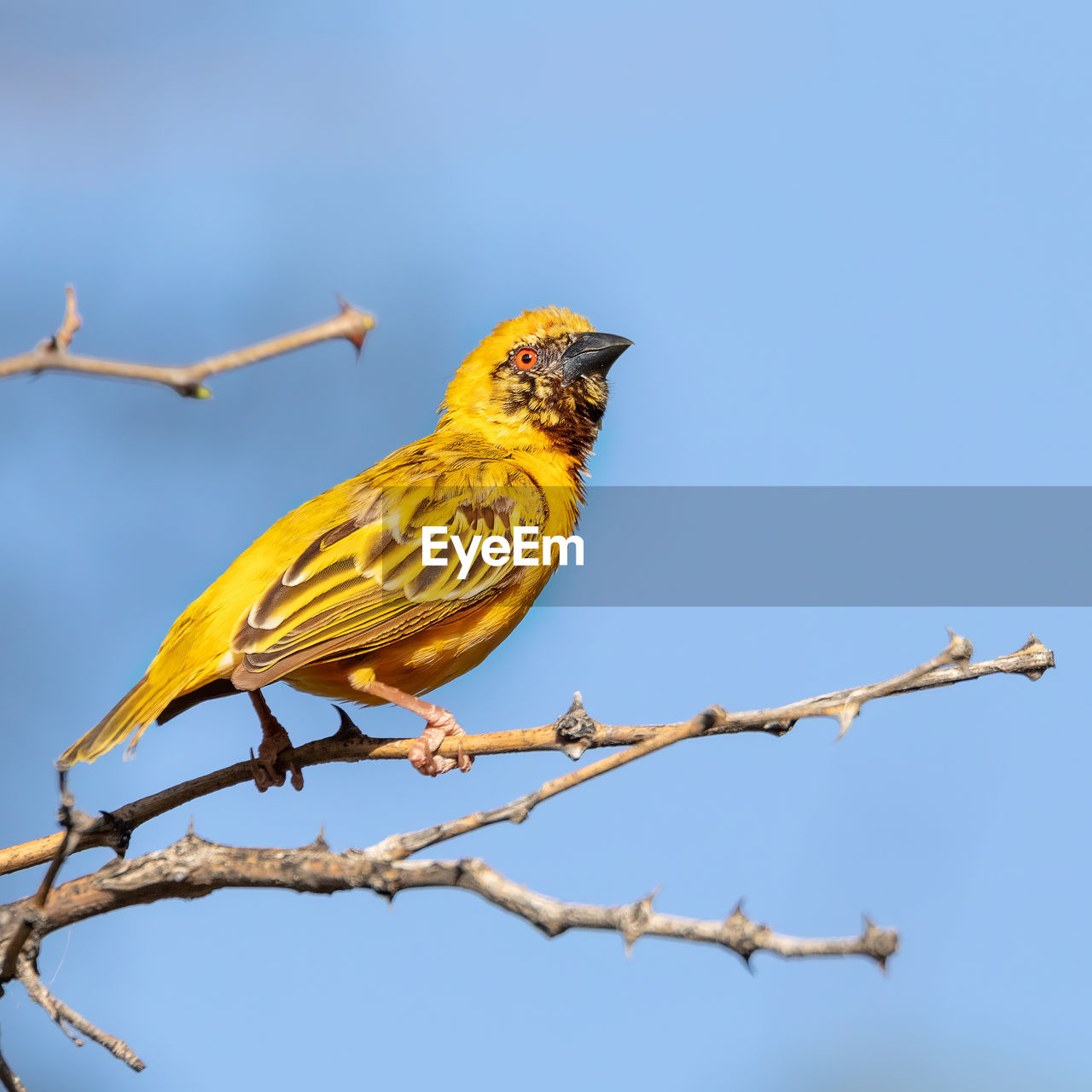 LOW ANGLE VIEW OF BIRD PERCHING ON BRANCH AGAINST CLEAR SKY