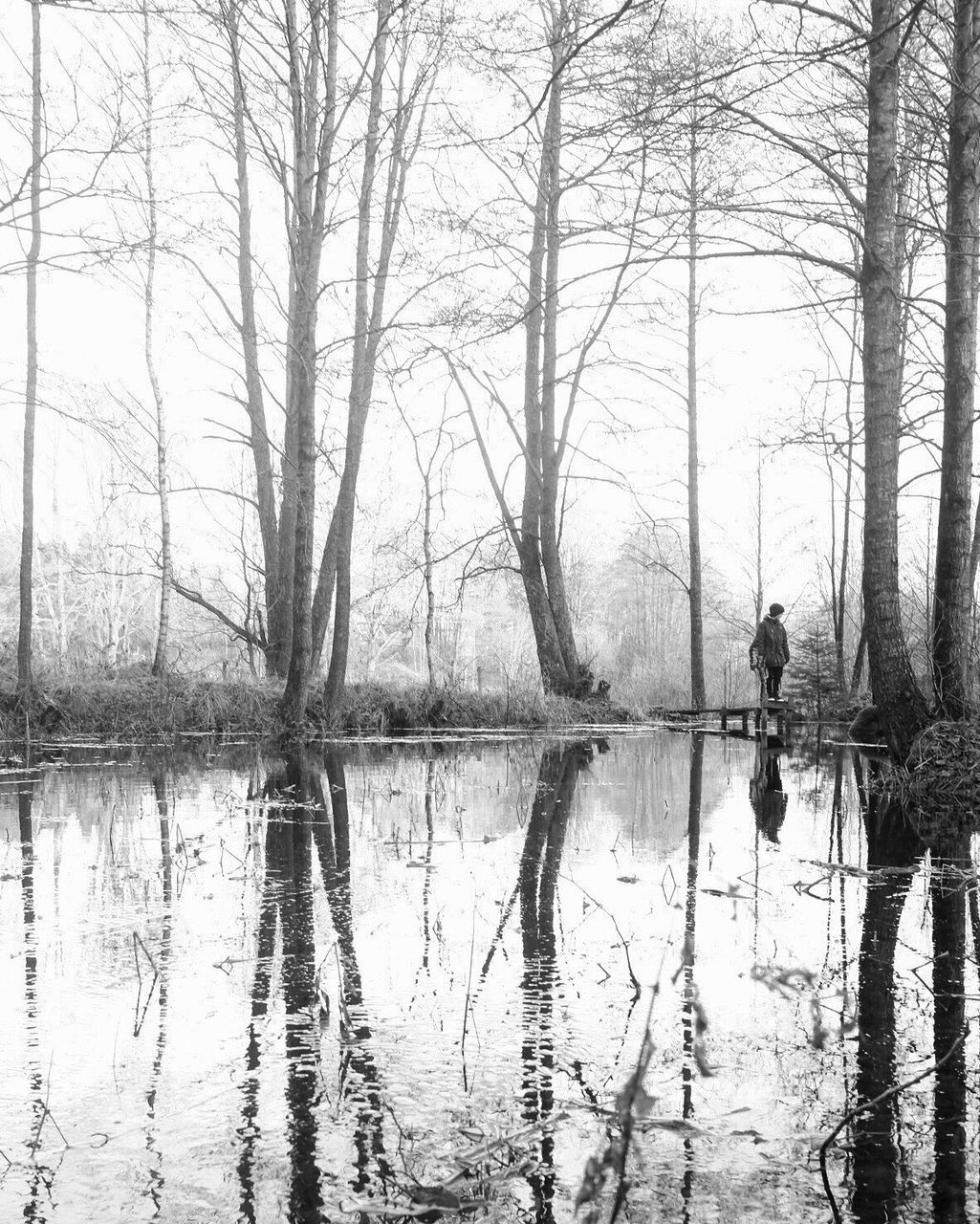 REFLECTION OF BARE TREES IN LAKE