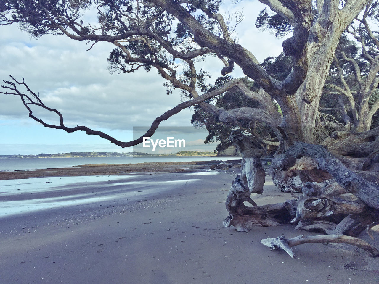 View of trees on beach