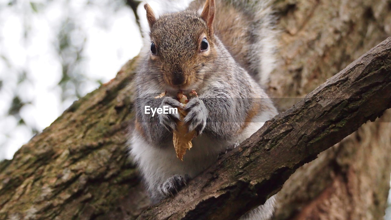 Low angle portrait of squirrel holding peanut while sitting on tree
