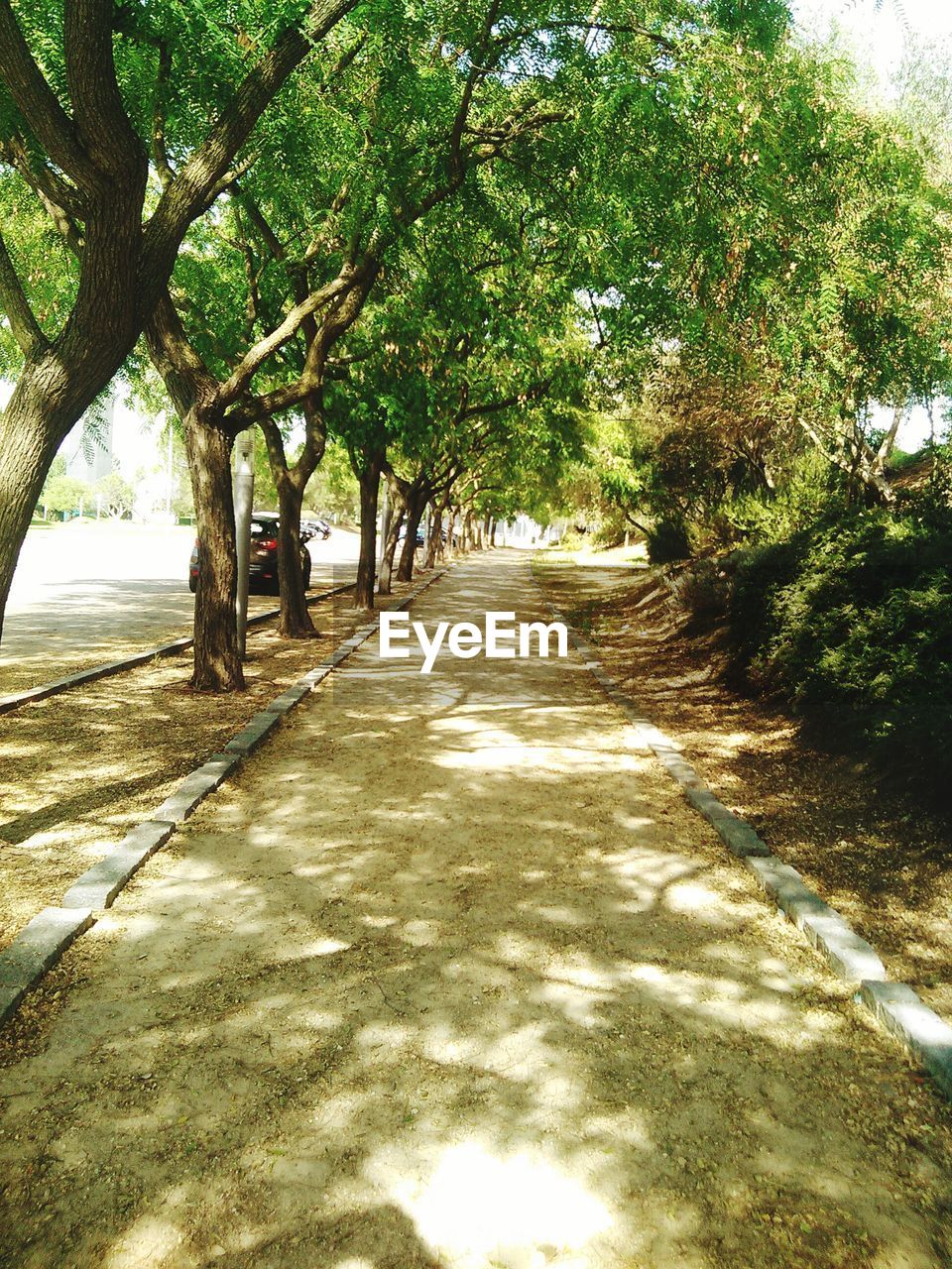 Footpath amidst trees and bushes