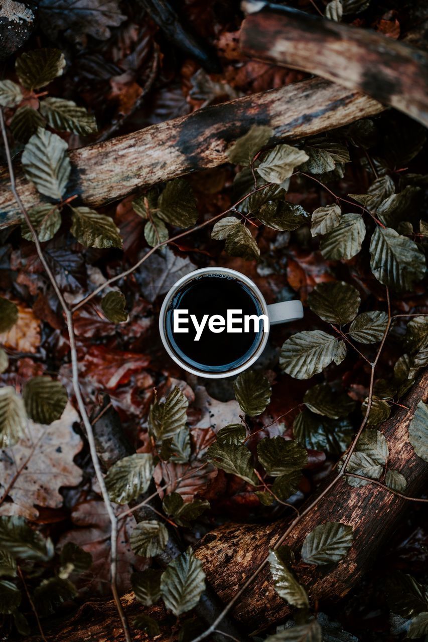 Directly above of coffee cup amidst plants