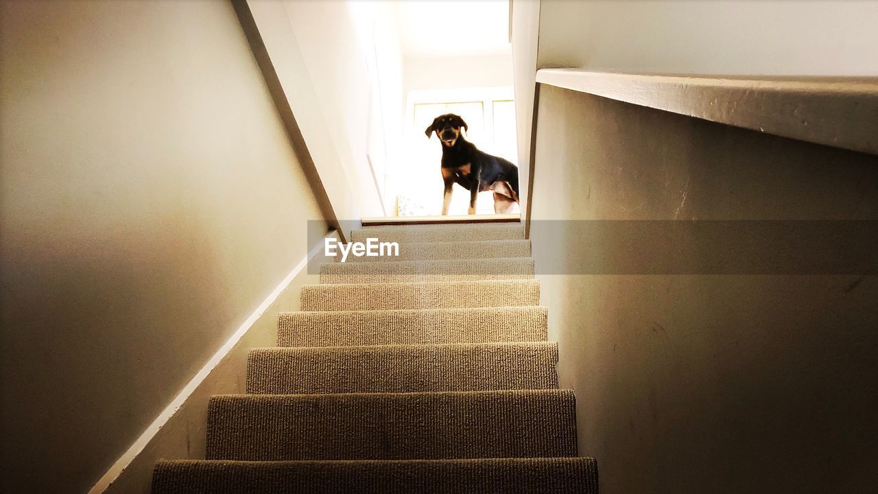 DOG ON STAIRCASE OF BUILDING