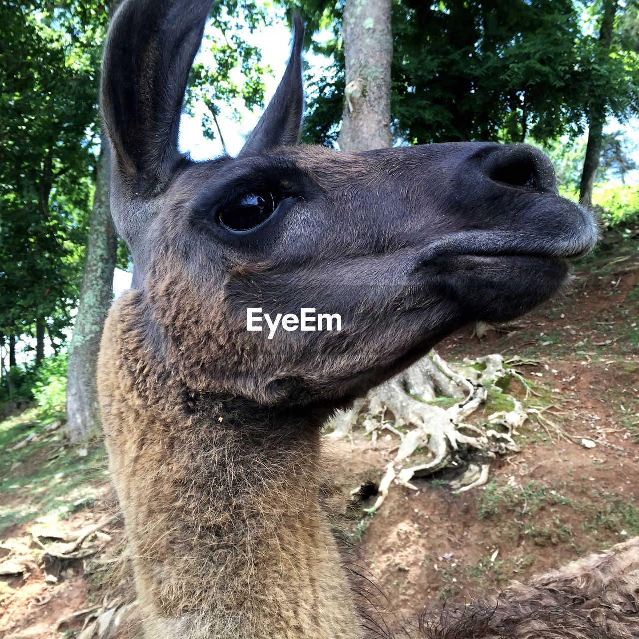 Close-up portrait of llama on field