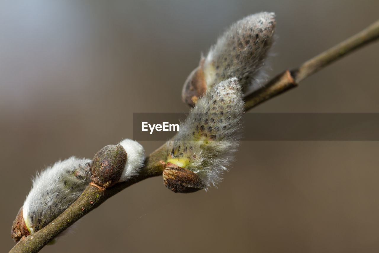 Close-up of pussy willow growing outdoors