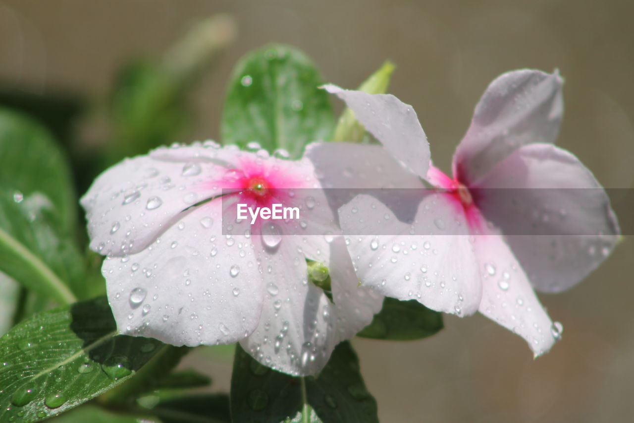 CLOSE-UP OF WATER DROPS ON PINK FLOWER