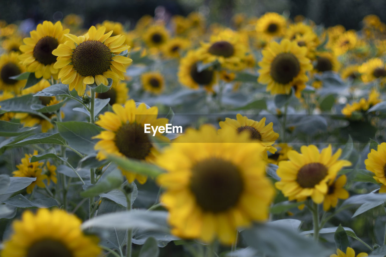 Close up sunflower natural background, sunflower blooming. field of blooming sunflowers.