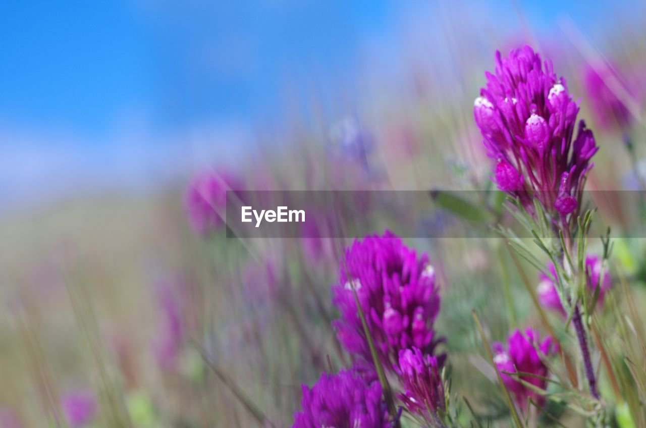 CLOSE-UP OF PURPLE CROCUS BLOOMING IN FIELD