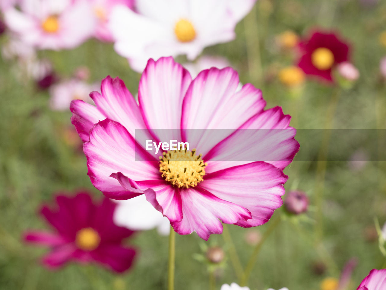 CLOSE-UP OF PINK COSMOS FLOWER AGAINST BLURRED BACKGROUND