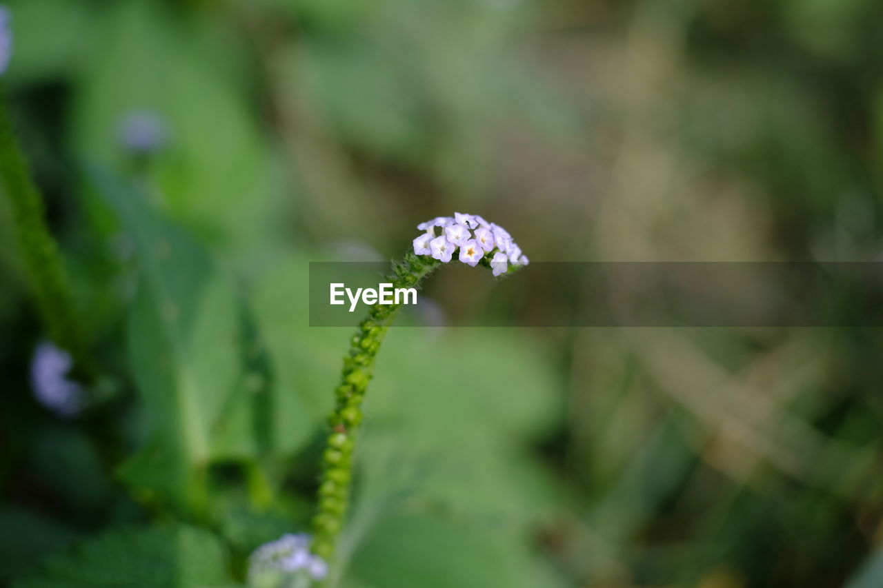 Close-up of flowering plant