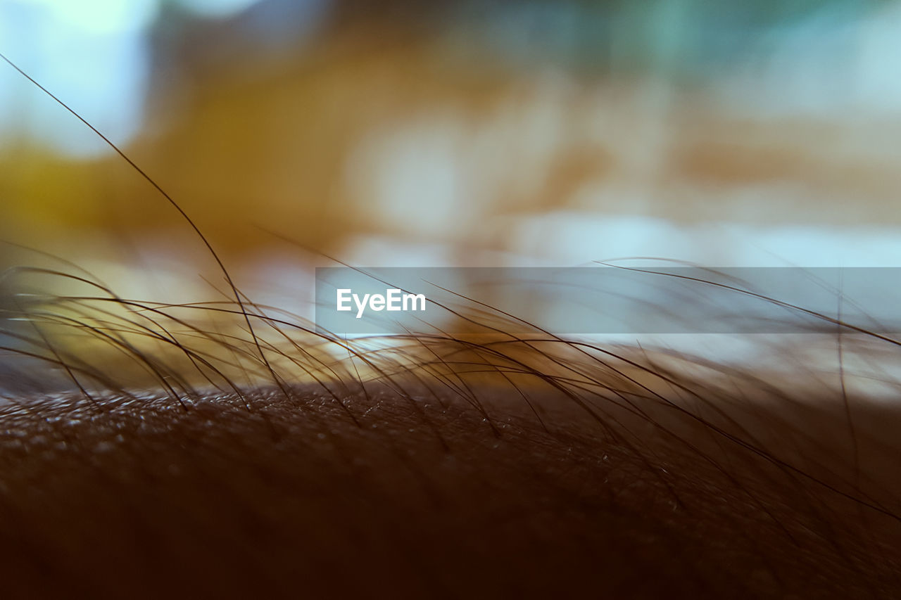 Extreme close-up of human hair