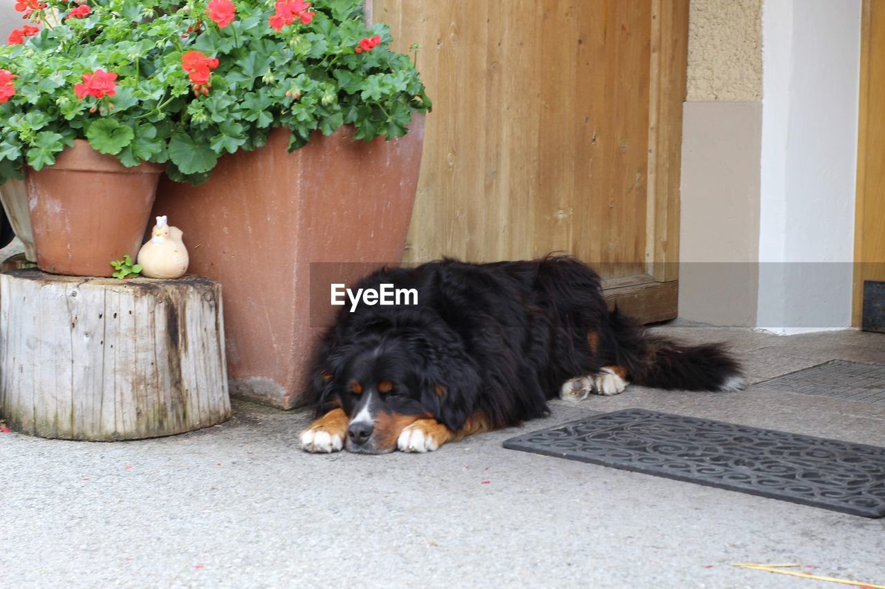 Portrait of dog lying down on potted plant