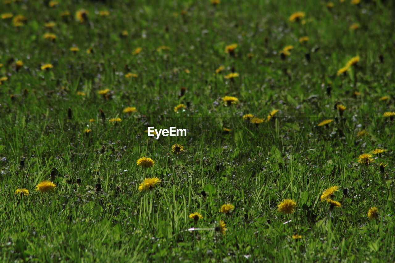 Yellow dandelions growing in field