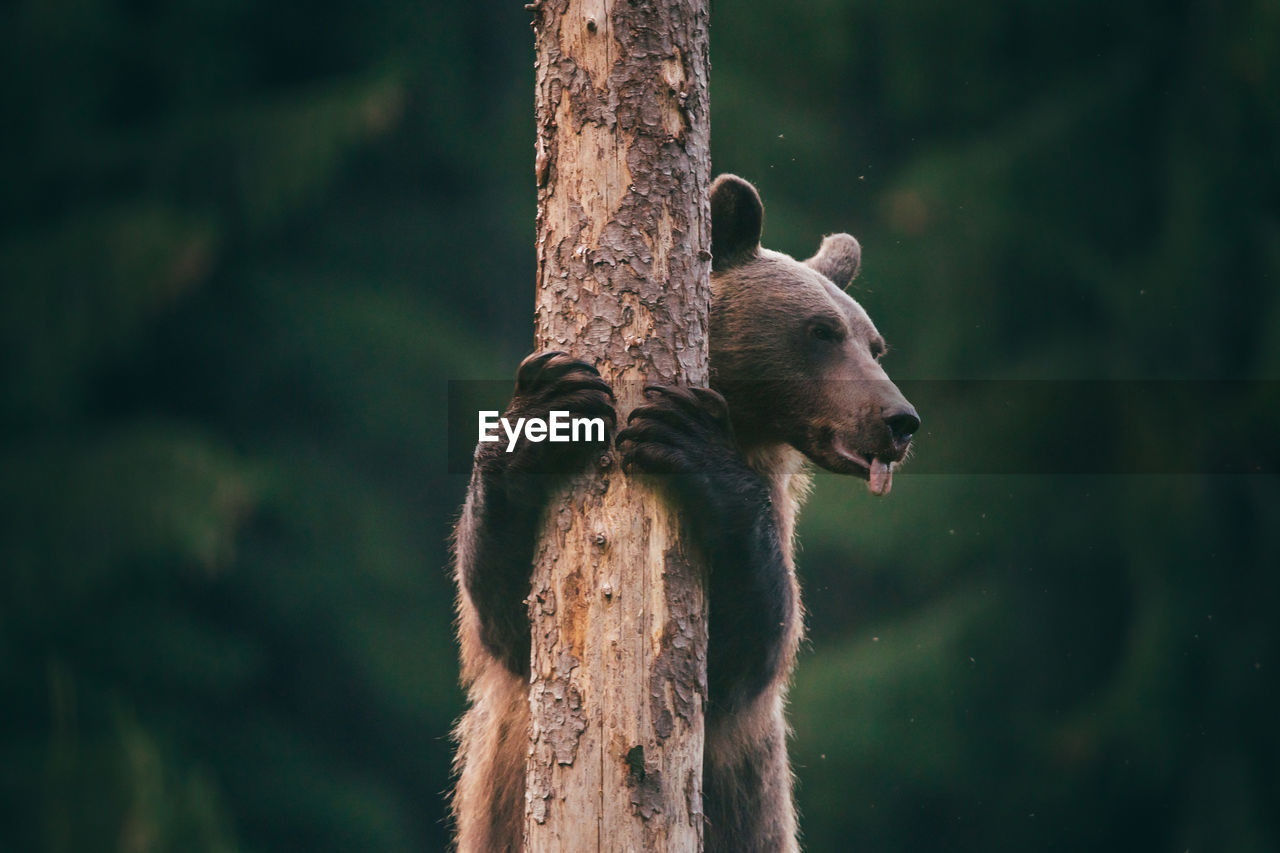 Low angle view of brown bear standing at tree trunk while looking away