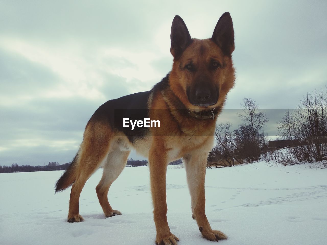 PORTRAIT OF DOG ON SNOW FIELD