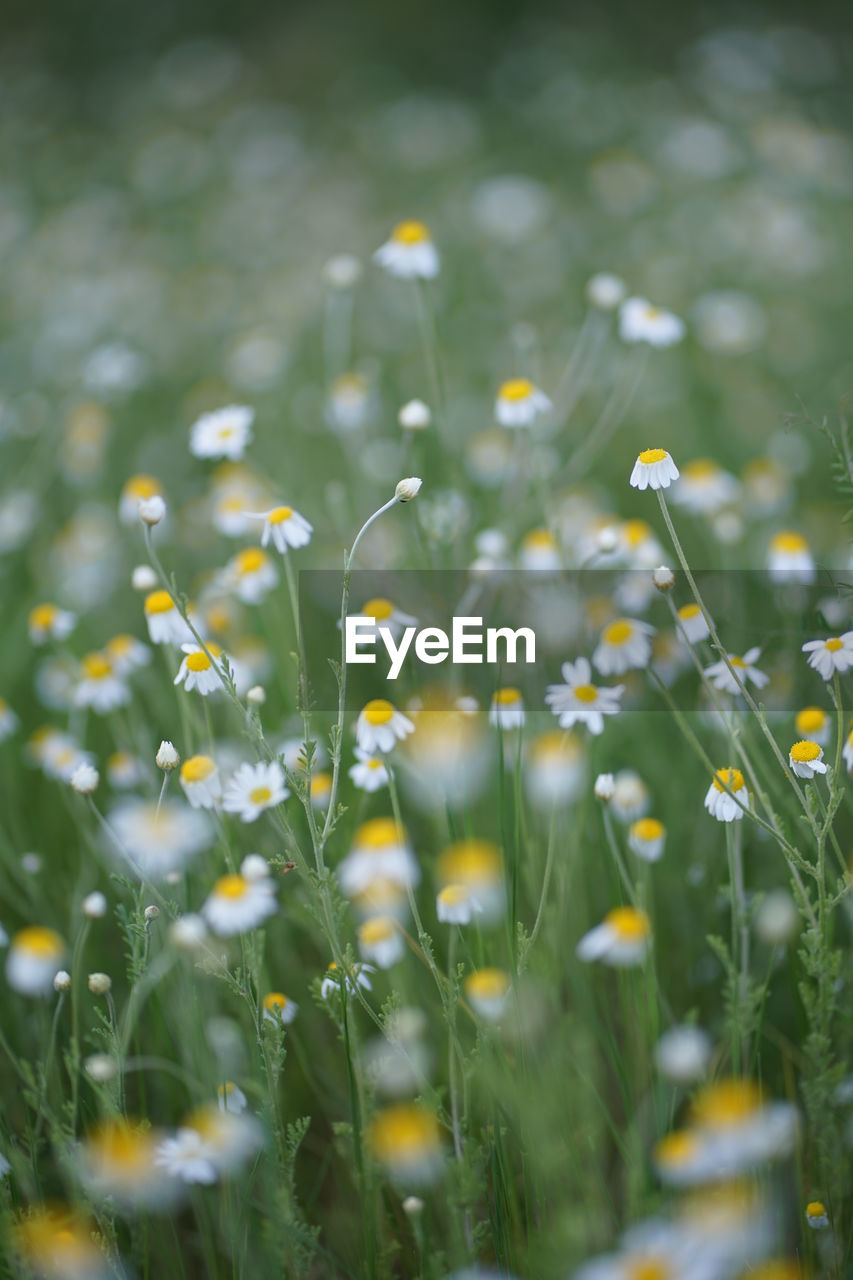 Wide field of matricaria chamomilla recutita, known as chamomile, camomile or scented mayweed.