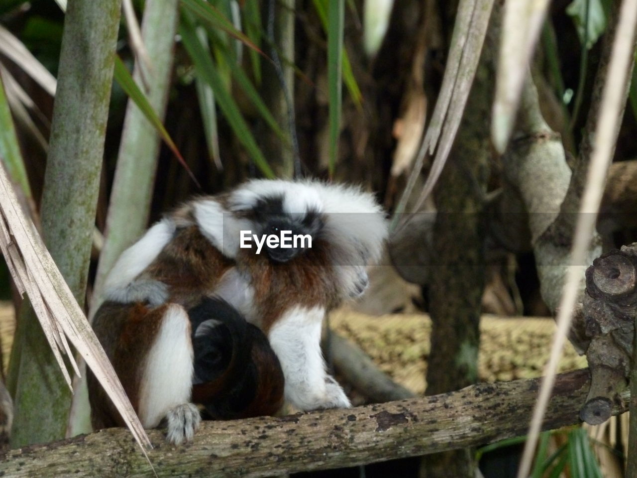 PORTRAIT OF MONKEY SITTING ON BRANCH