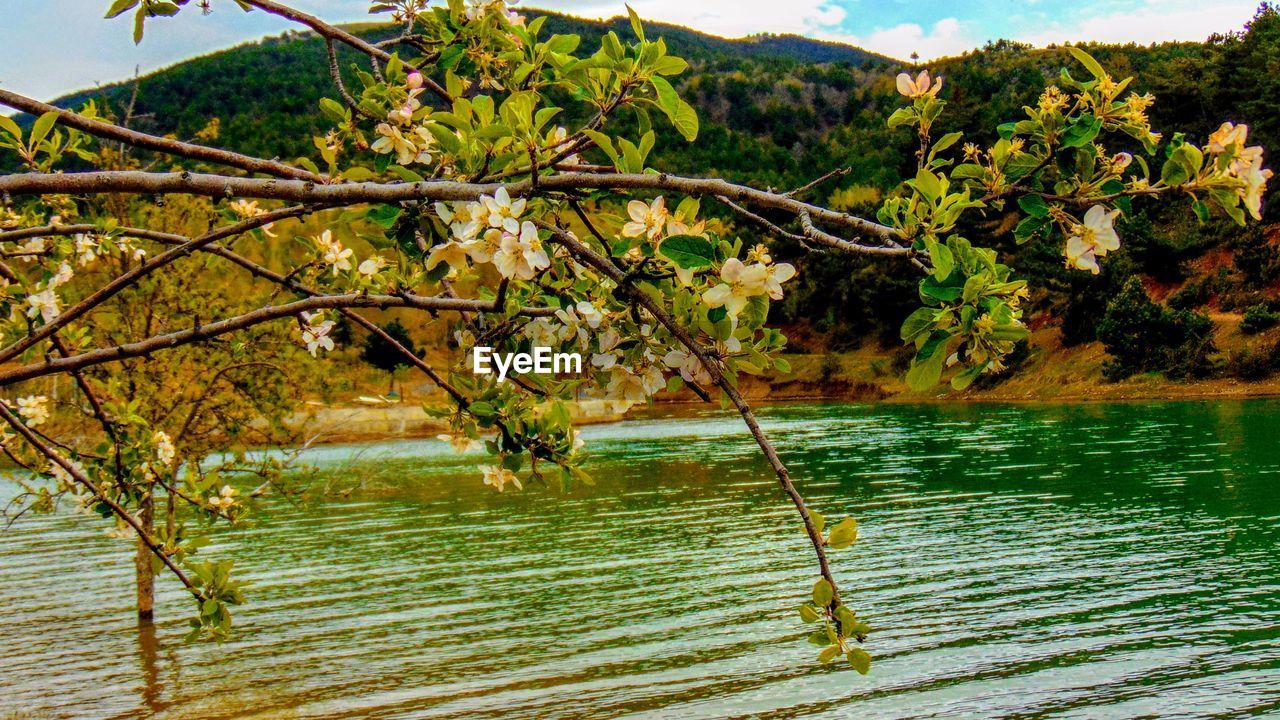 SCENIC VIEW OF LAKE AGAINST TREES AND MOUNTAINS