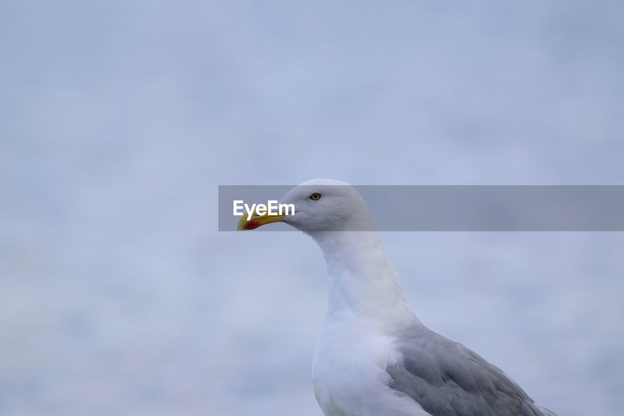 CLOSE-UP OF SEAGULL ON A BIRD