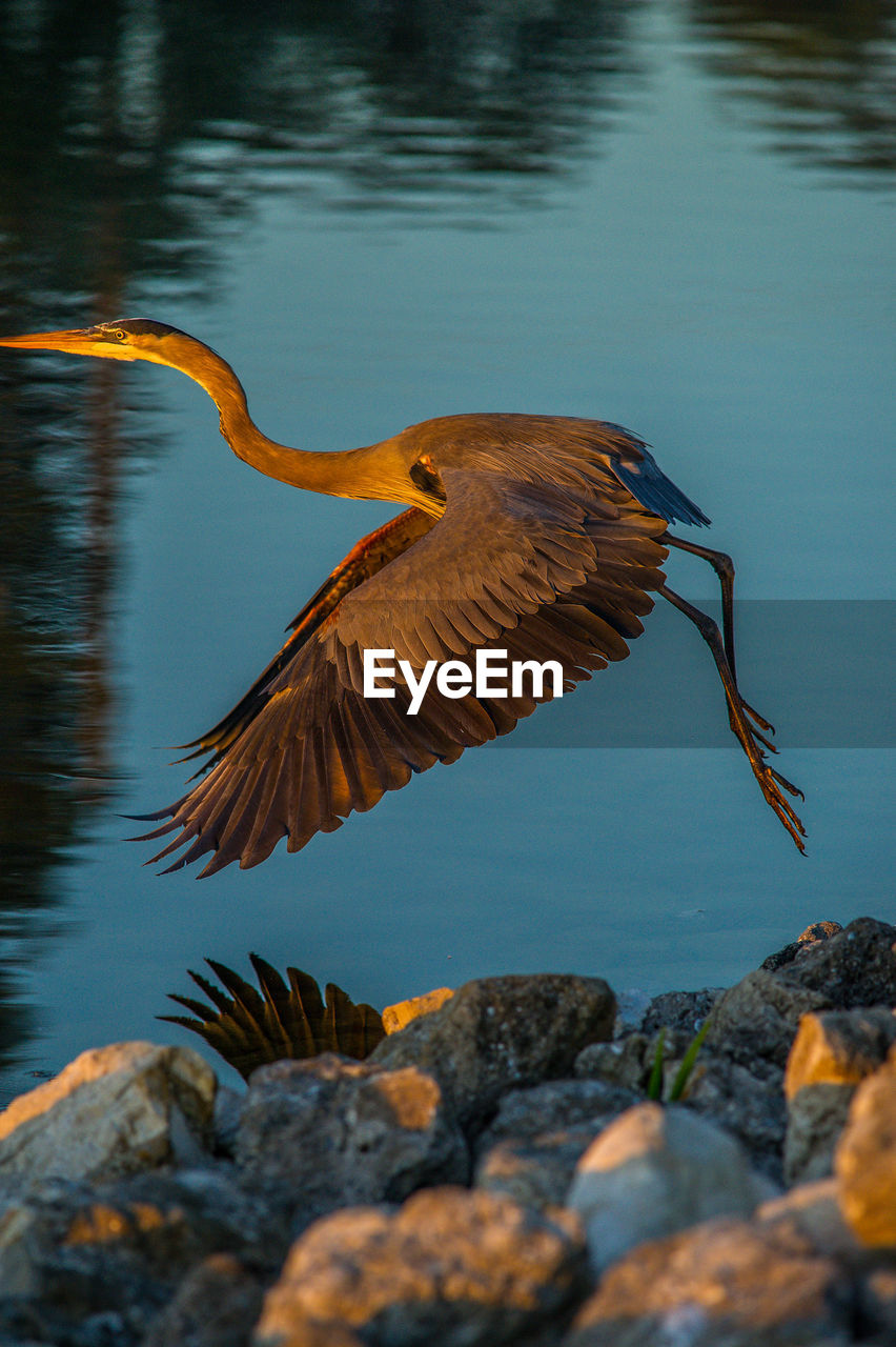 View of bird flying over rocks