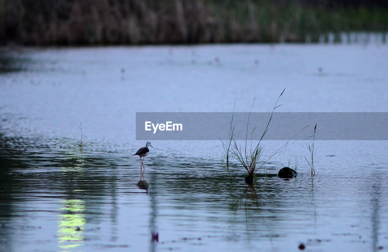 BIRDS IN A LAKE