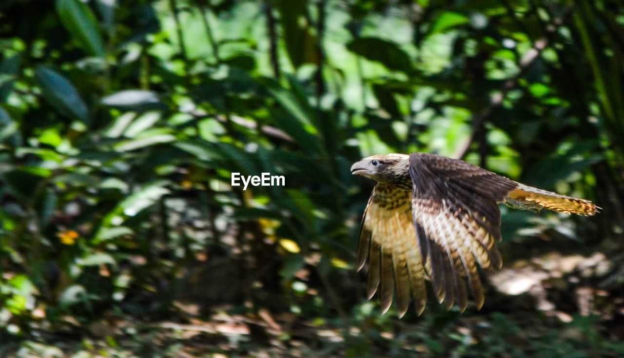 CLOSE-UP OF OWL FLYING AGAINST TREES