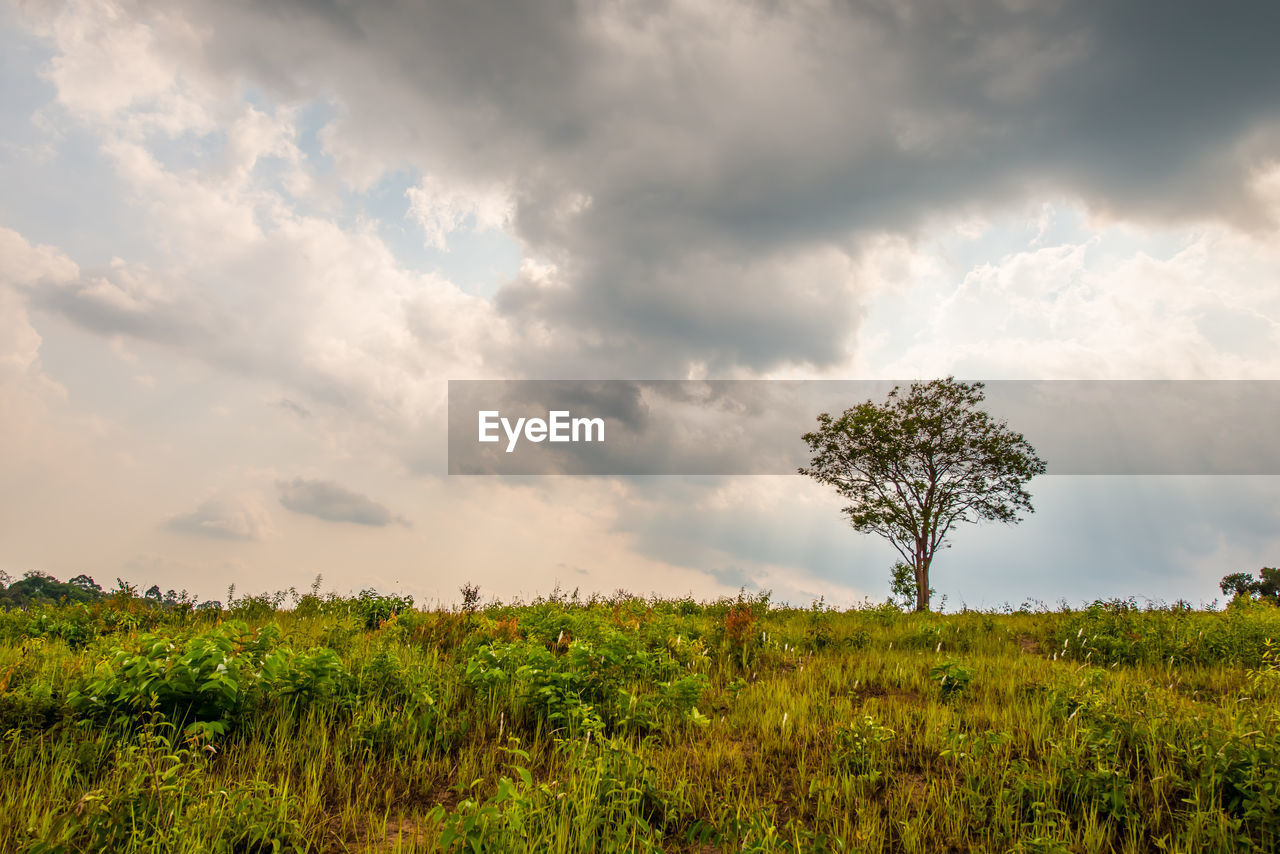 PLANTS GROWING ON LAND