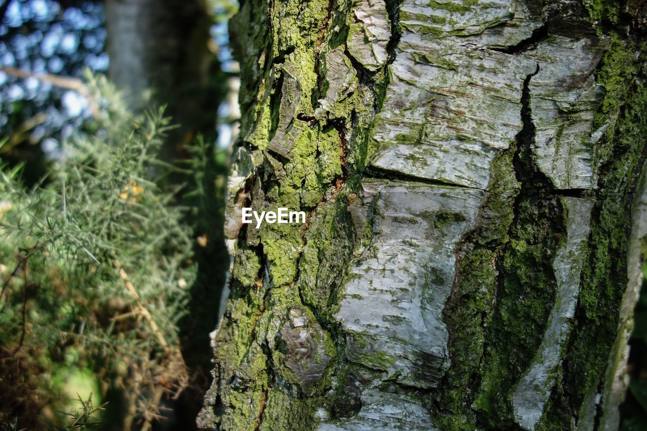 Close-up of moss on tree trunk