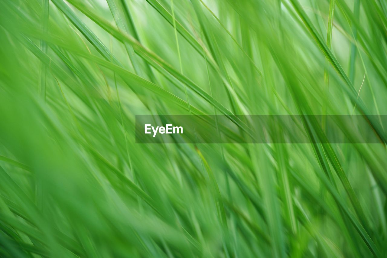 FULL FRAME SHOT OF CORN FIELD