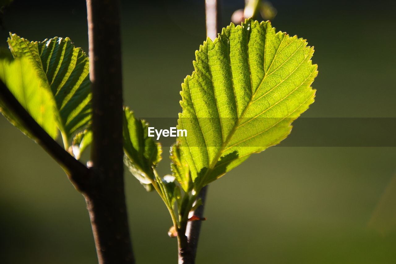 Close-up of fresh green plant