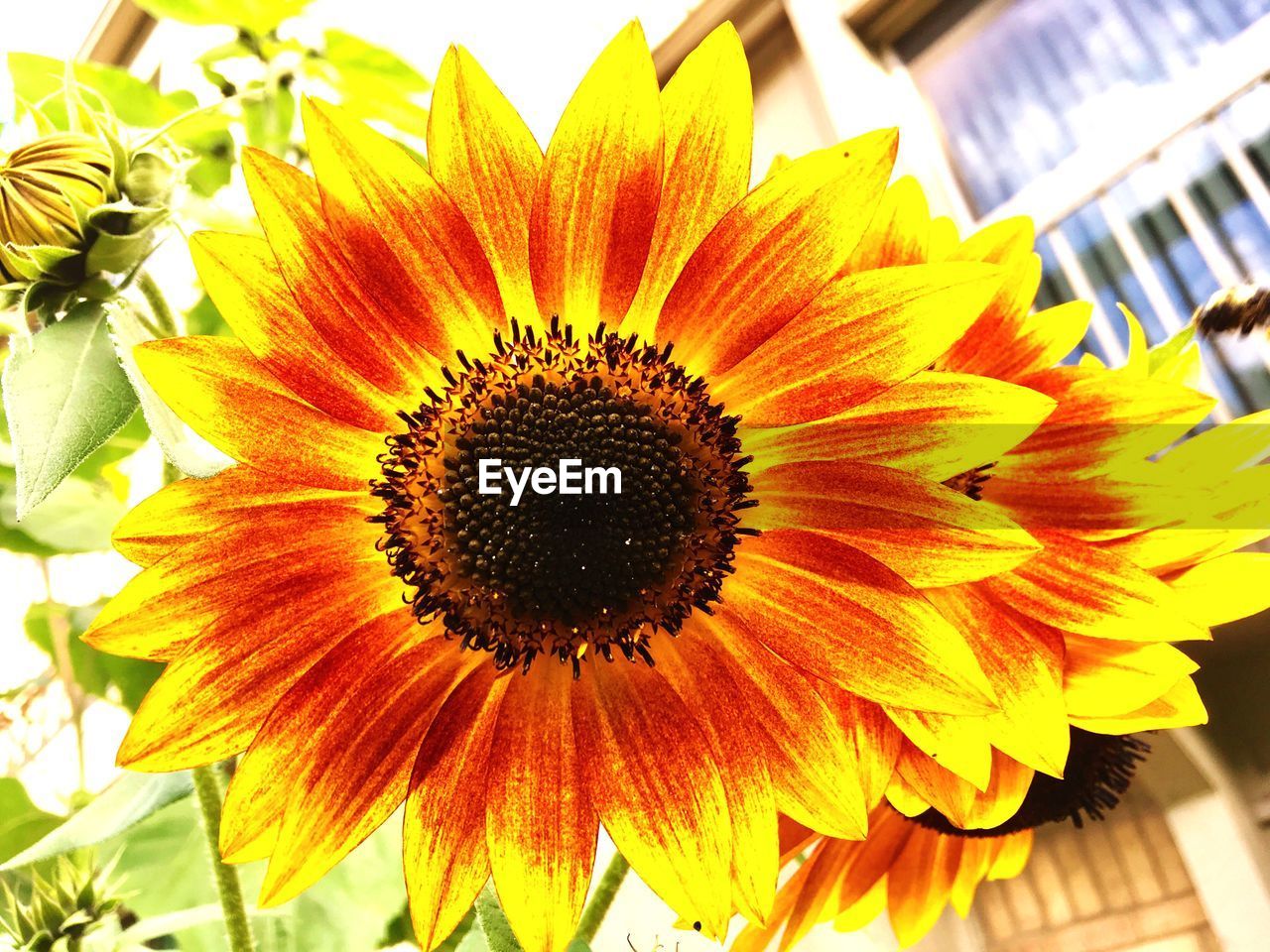 CLOSE-UP OF SUNFLOWER BLOOMING