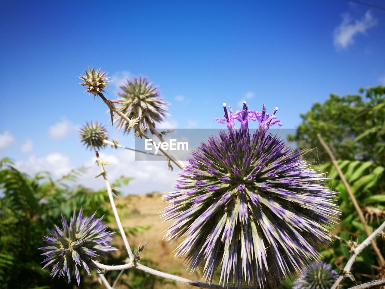 Close-up of thistle against sky