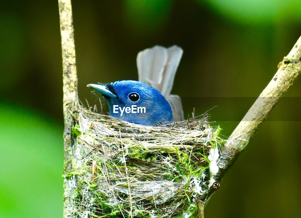 CLOSE-UP OF BLUE BIRD PERCHING ON NEST