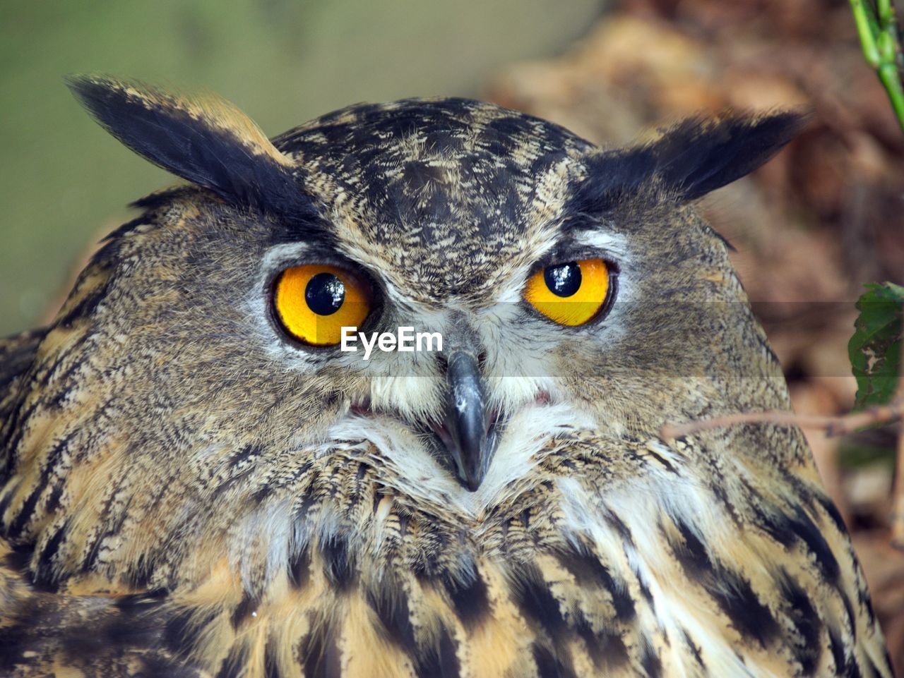 Close-up portrait of owl