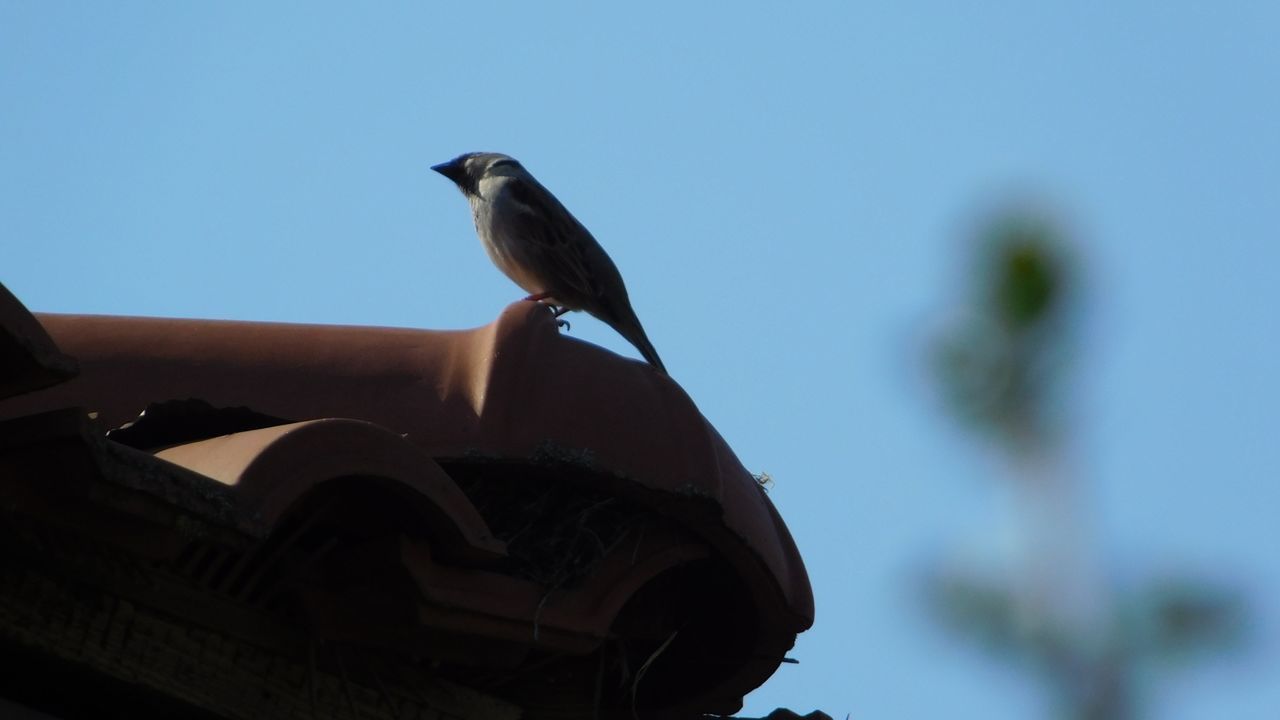 LOW ANGLE VIEW OF BIRD PERCHING AGAINST SKY