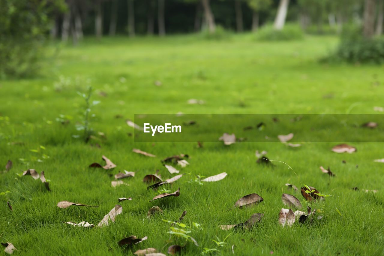CLOSE-UP OF SUNLIGHT FALLING ON GRASS FIELD