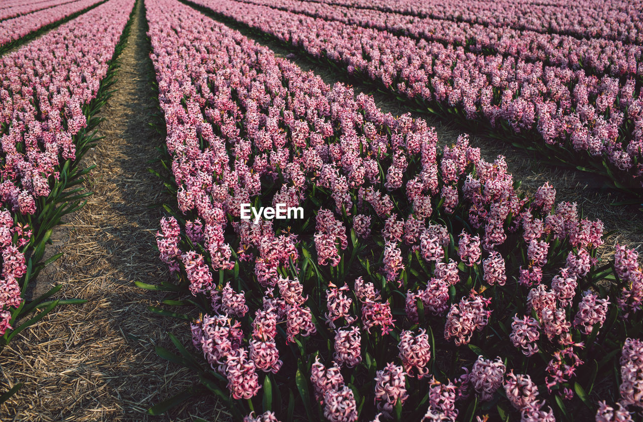 Close-up of pink flowering plant on field