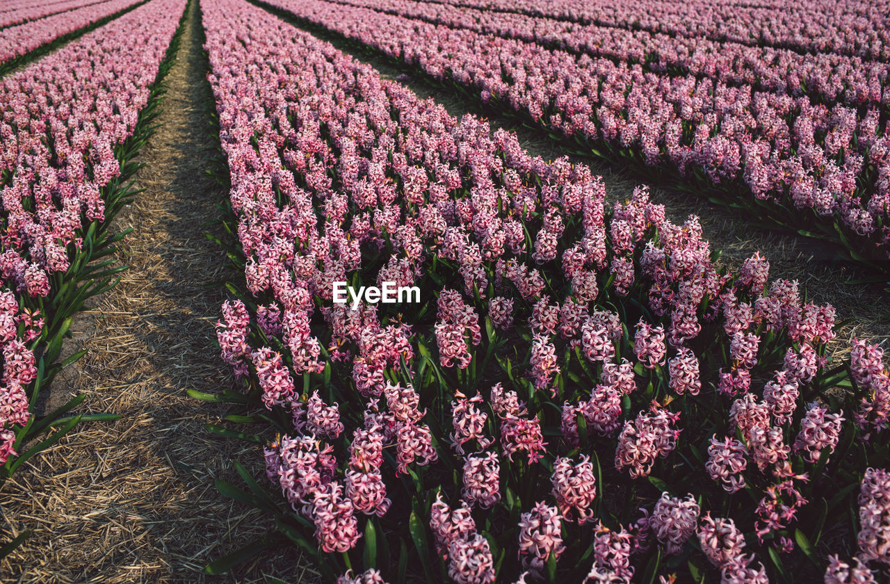 Close-up of pink flowering plant on field
