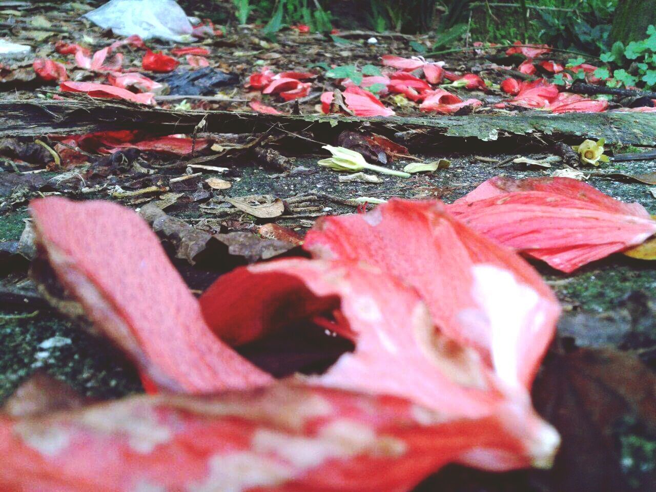 nature, outdoors, day, no people, fragility, growth, red, beauty in nature, leaf, close-up, wet, petal, water, freshness, flower, flower head